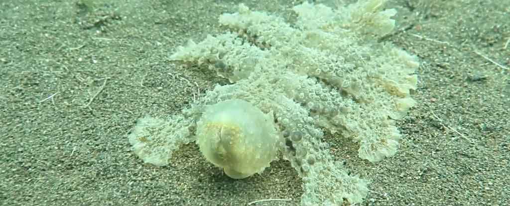 Endonezya’da kameraya takılan tuhaf deniz canlısı (Video)