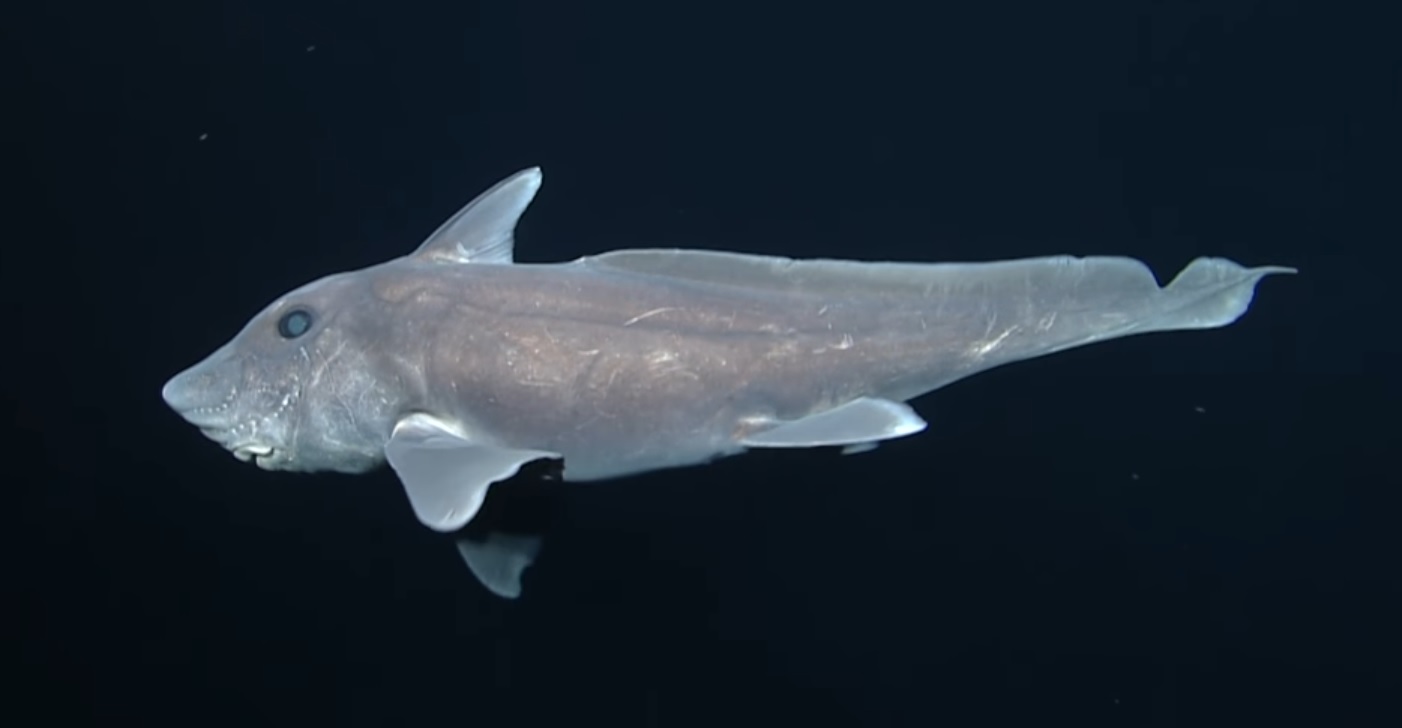 ‘Hayalet’ köpekbalığı ilk kez görüntülendi (Video)