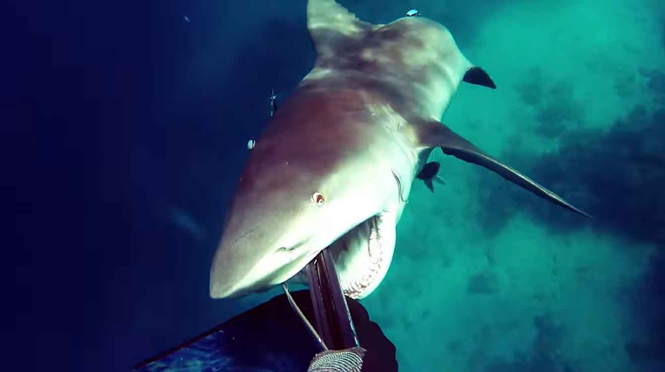 Köpekbalığı saldırısından zıpkınla kurtuldu (Video)