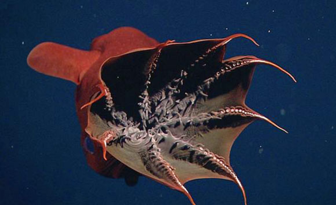 Dünyanın en şaşırtıcı 7 deniz canlısı