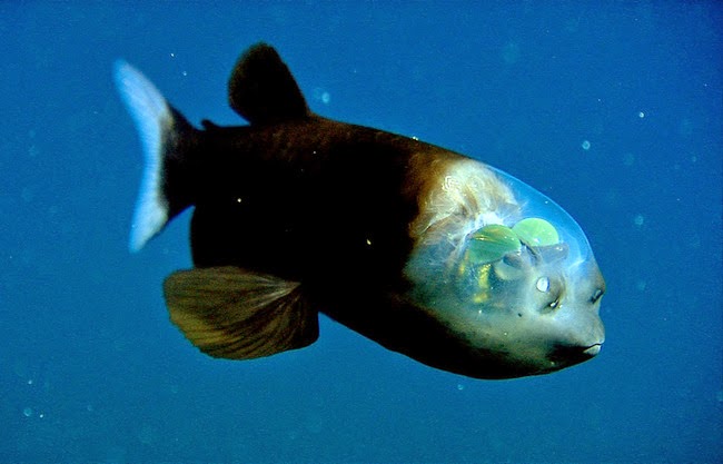 weird-animal-pacific-barreleye-fish-1