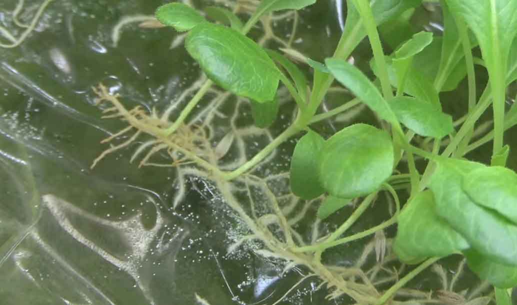 İnce film üzerinde topraksız bitki yetiştiriyorlar (Video)