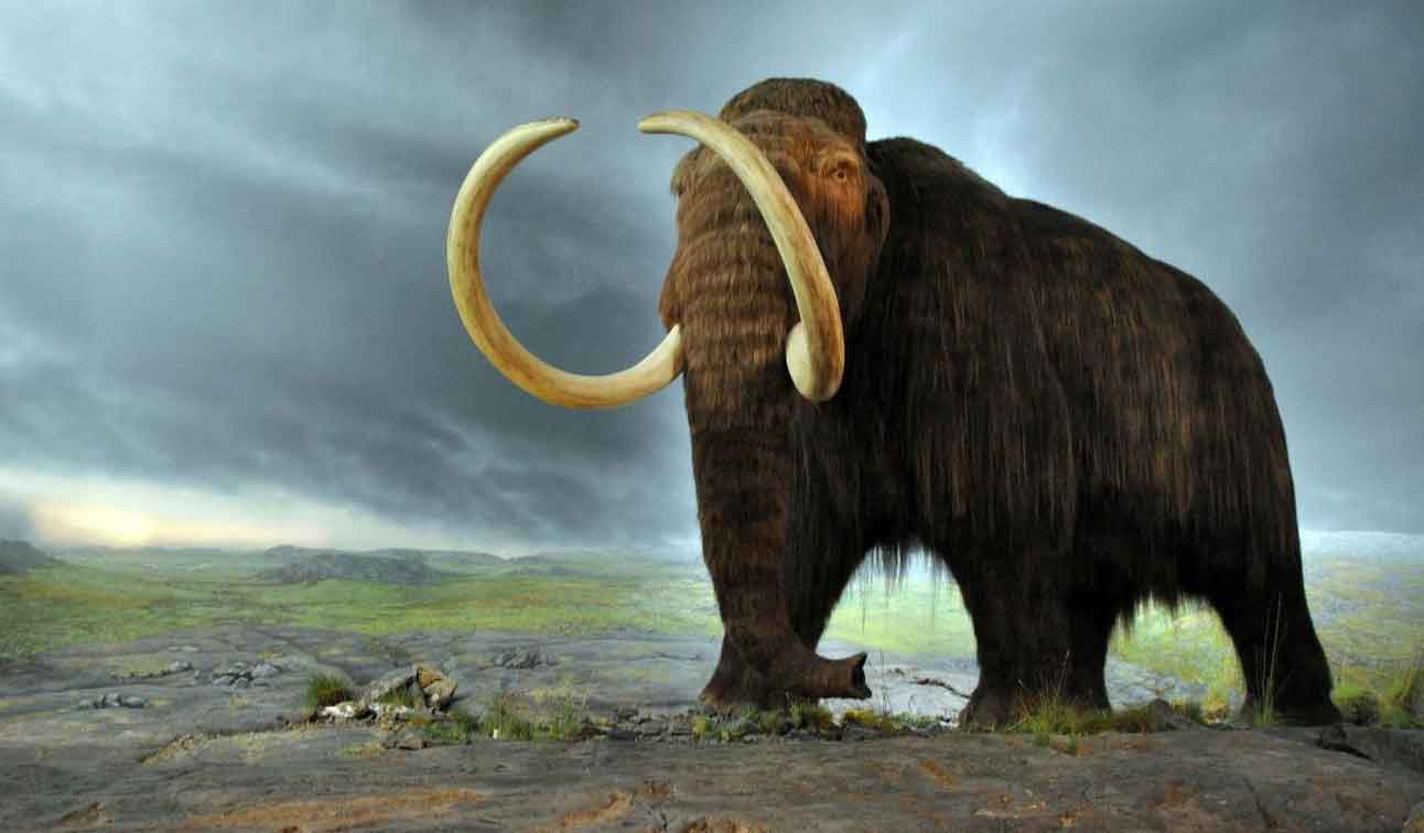Dev mamutlar hayata döndürülebilir