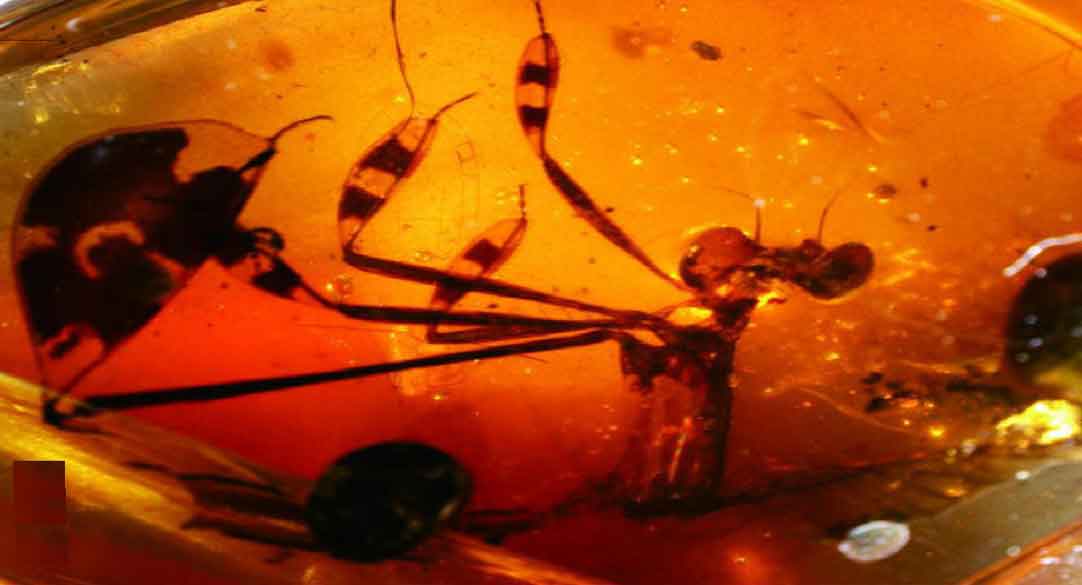 Amber içinde 100 milyon yıllık üç böcek bulundu