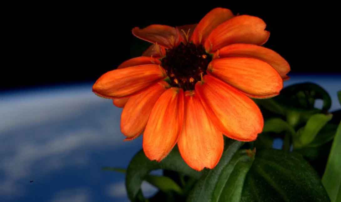 Uzayda açan ilk çiçek: Zinya