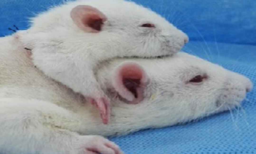 Çin’de farelere ‘kafa nakli’ yapıldı