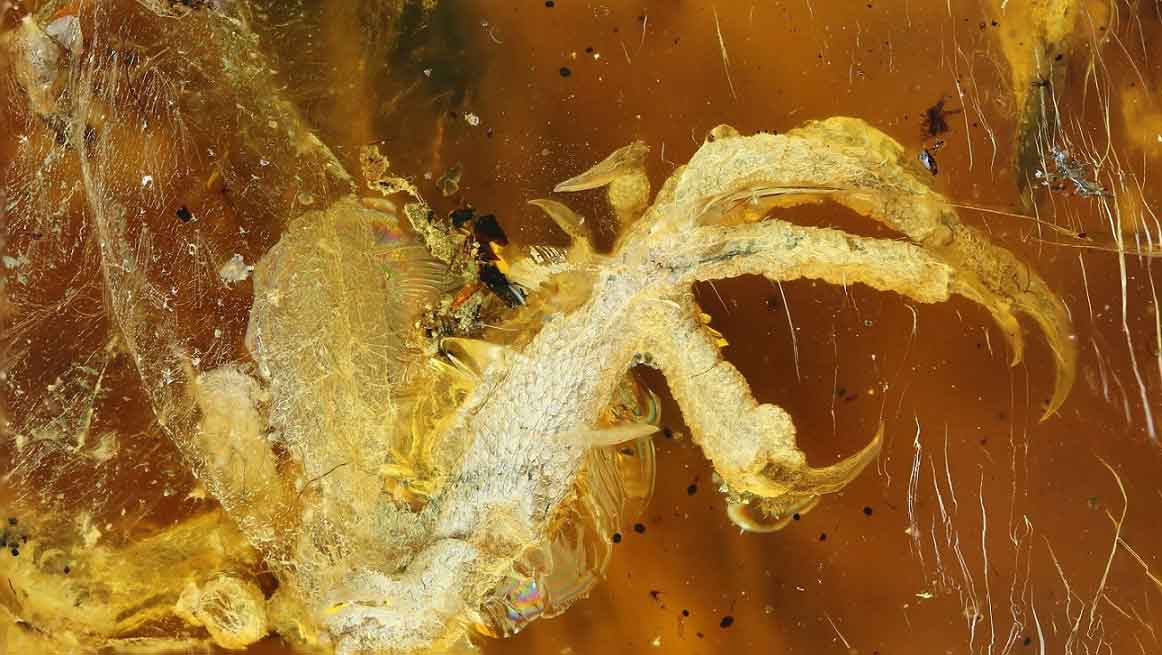 Amberde korunan 100 milyon yıllık kuş