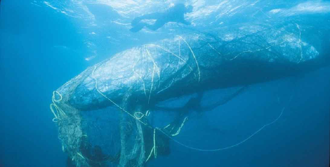 “Okyanuslarda balıktan çok plastik olacak”