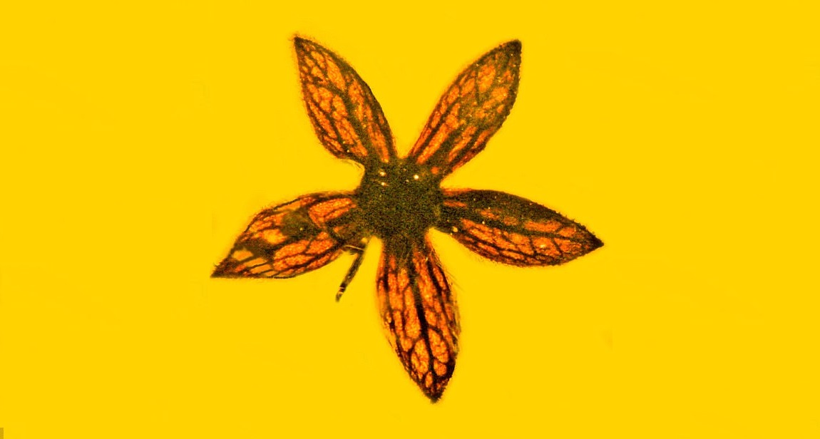 Amberden 100 milyon yıllık çiçekler çıktı
