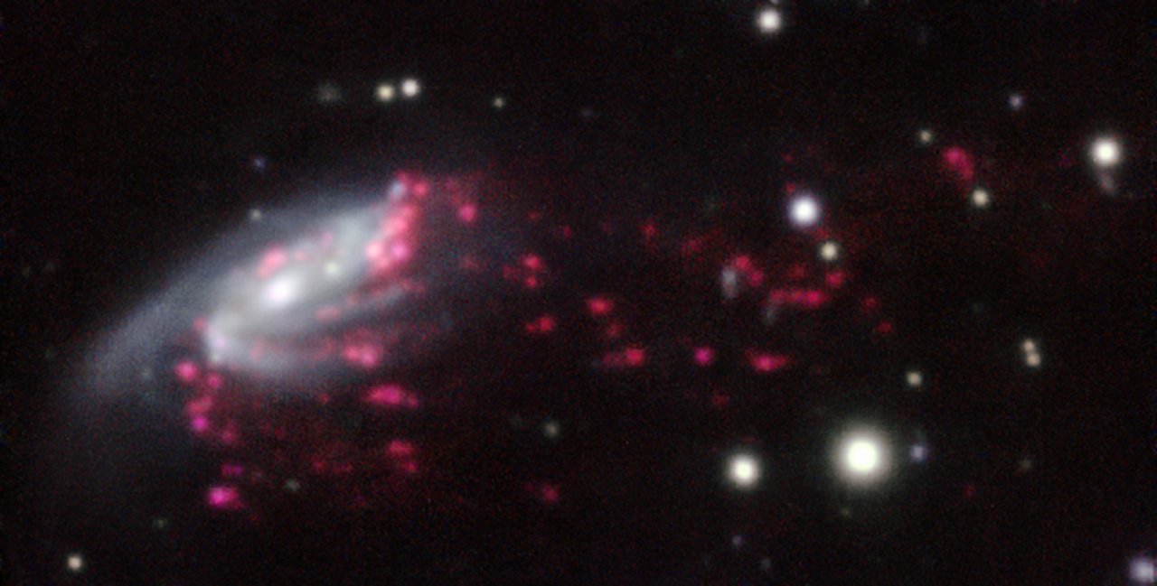 Example of a jellyfish galaxy