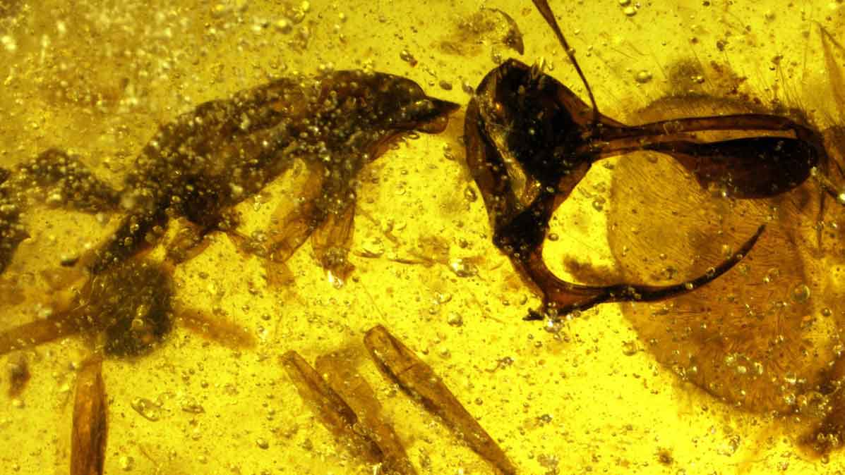 Metal boynuzlu karınca fosili bulundu